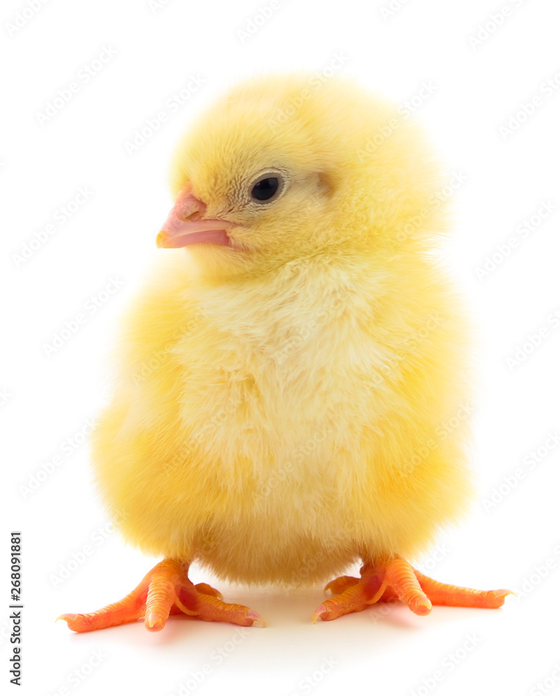 Obraz premium Little chicken isolated.