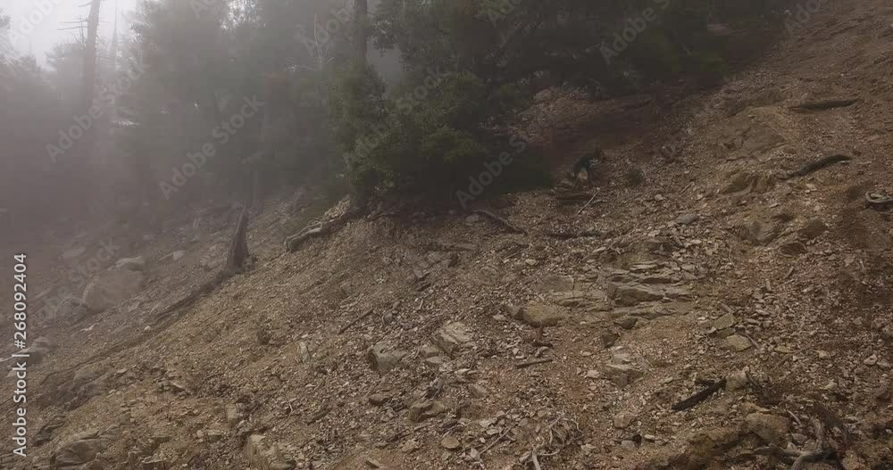 Dog lost in the wilderness woods of San Gabriel, panning wide shot Dog lost in the wilderness woods of San Gabriel, panning wide shot