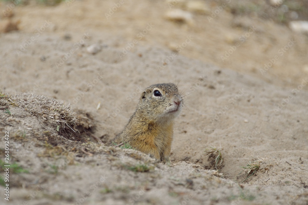 chipmunk on a rock chipmunk on a rock