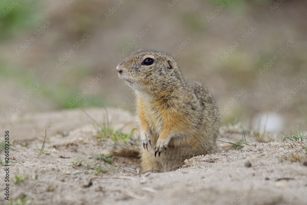marmot marmot