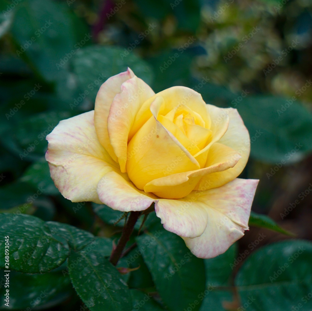 yellow rose flower plant in summer in the garden, yellow roses in the nature