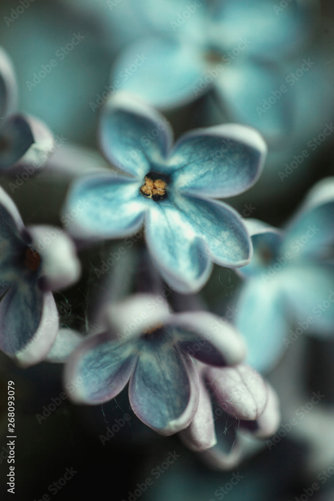 lilac 5 petals lilac 5 petals