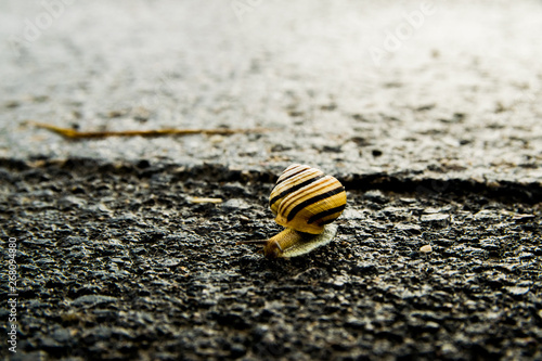 snail on the street from dark to light