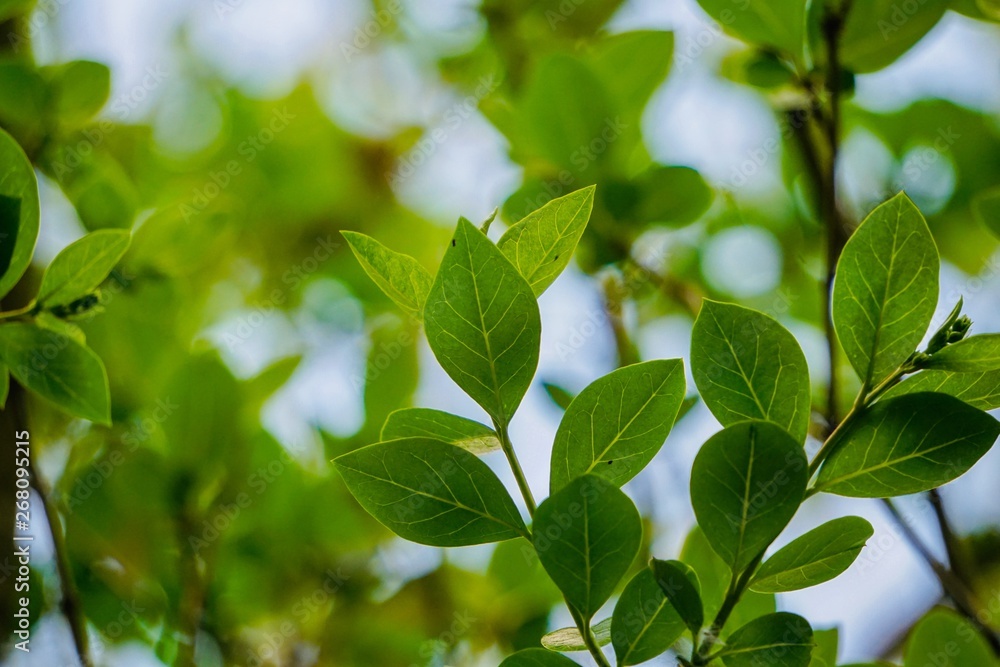 Fototapeta premium green tree leaves textured in summer in the nature