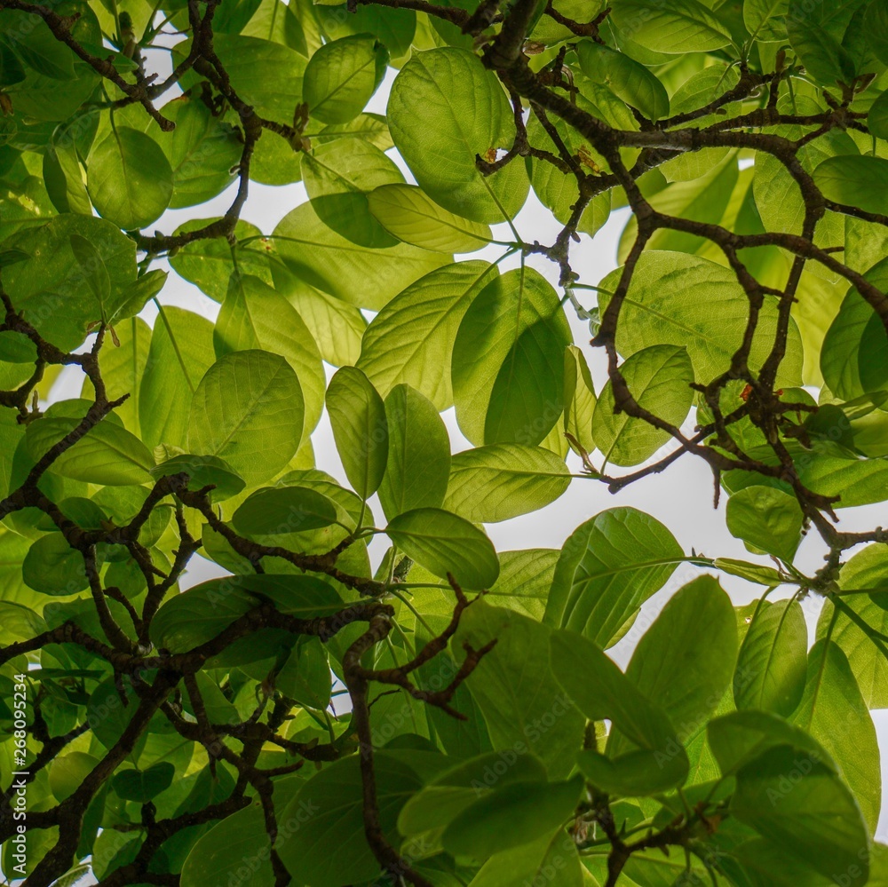Obraz premium green tree leaves textured in summer in the nature