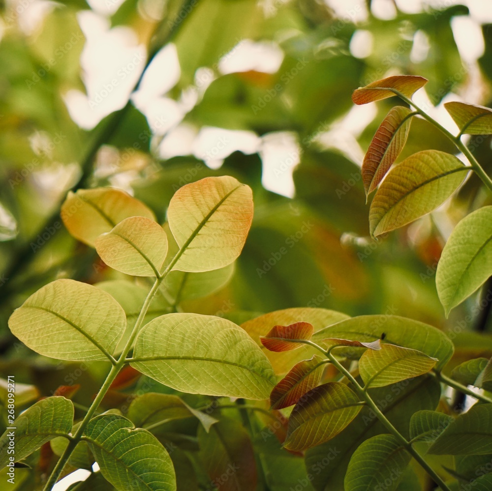 green tree leaves textured in summer in the nature green tree leaves textured in summer in the nature
