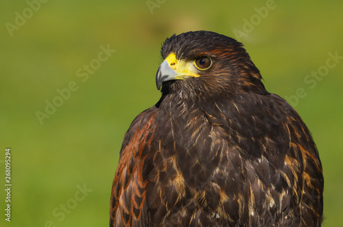 A close up portrait of a Harris Hawk  Parabuteo unicinctus  Bird of  Prey