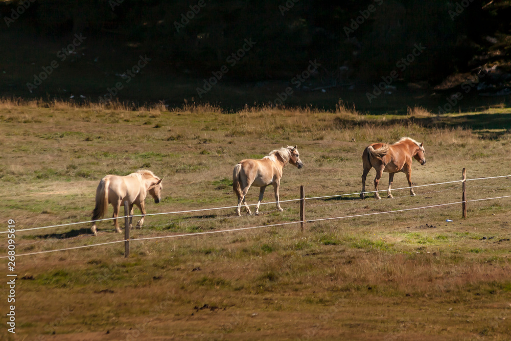 Naklejka premium Grazing horses