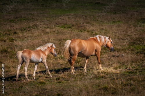 Grazing horses © Luca Bruno