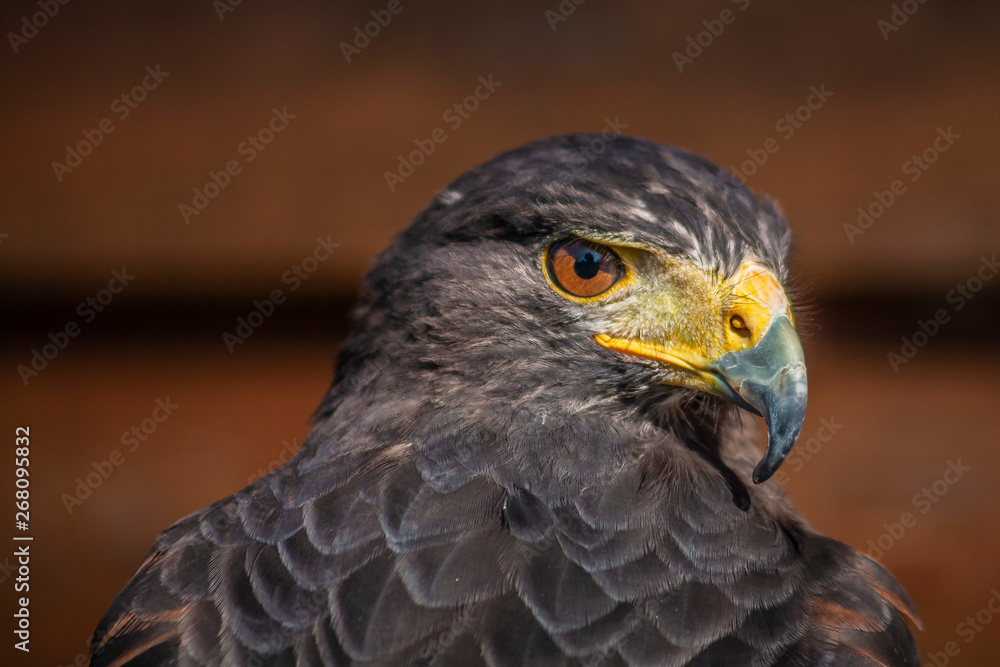 Buzzard posing for a portrait Buzzard posing for a portrait