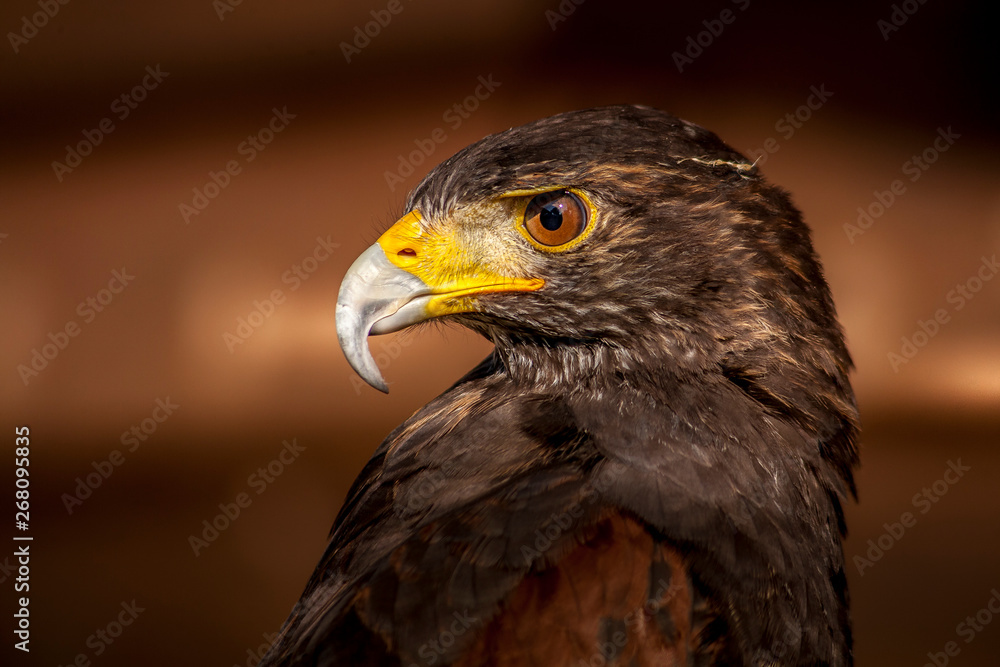 Buzzard posing for a portrait Buzzard posing for a portrait