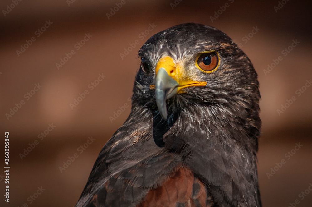 Buzzard posing for a portrait Buzzard posing for a portrait