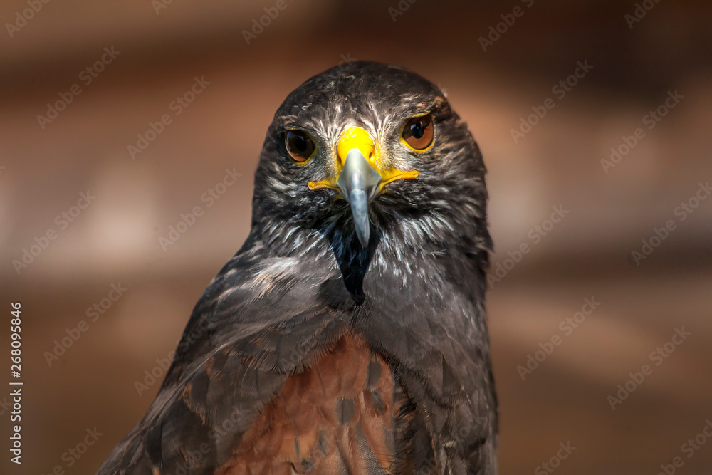 Buzzard posing for a portrait Buzzard posing for a portrait