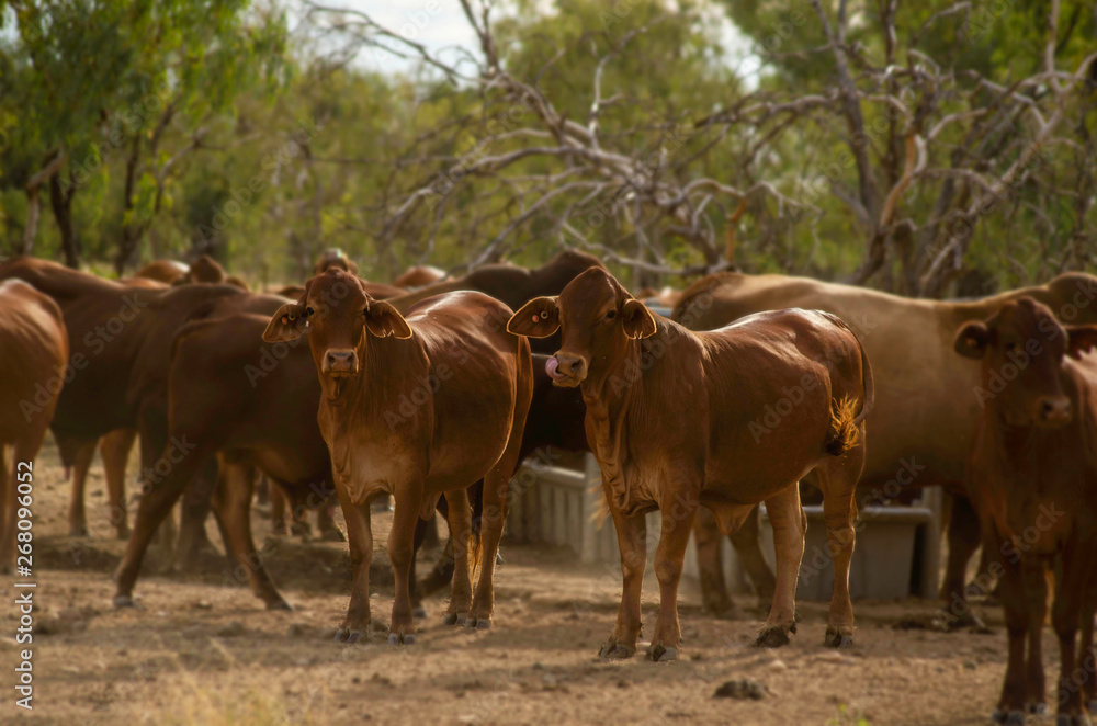 Fototapeta premium Cattle on Outback Cattle station