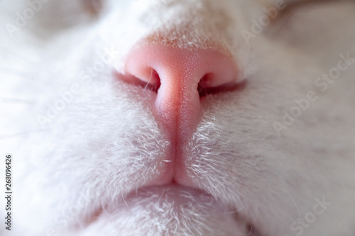 Nose and mouth of a cat