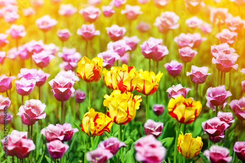 Red, yellow and purple tulips flowers on sunny blurred background close up, summer blooming tulips field, colorful spring flowers blossom with sunlight bokeh, nature floral pattern, copy space
