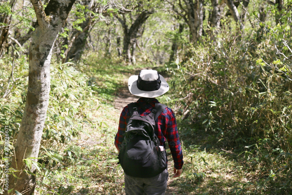 禿岳登山道のブナ林を歩く女性