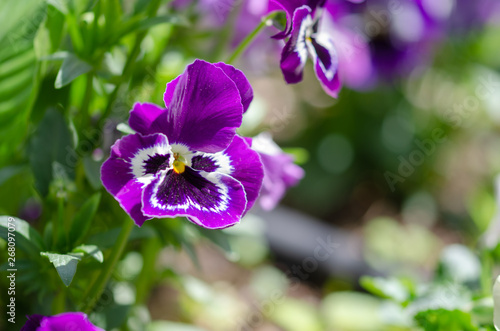 Macro photo of a purple violet. Flower viola with purple petals.