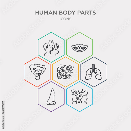 simple set of neuron, nose side view, respiratory system, skin cells icons, contains such as icons small intestine, smiling mouth showing teeth, sperms and more. 64x64 pixel perfect. infographics