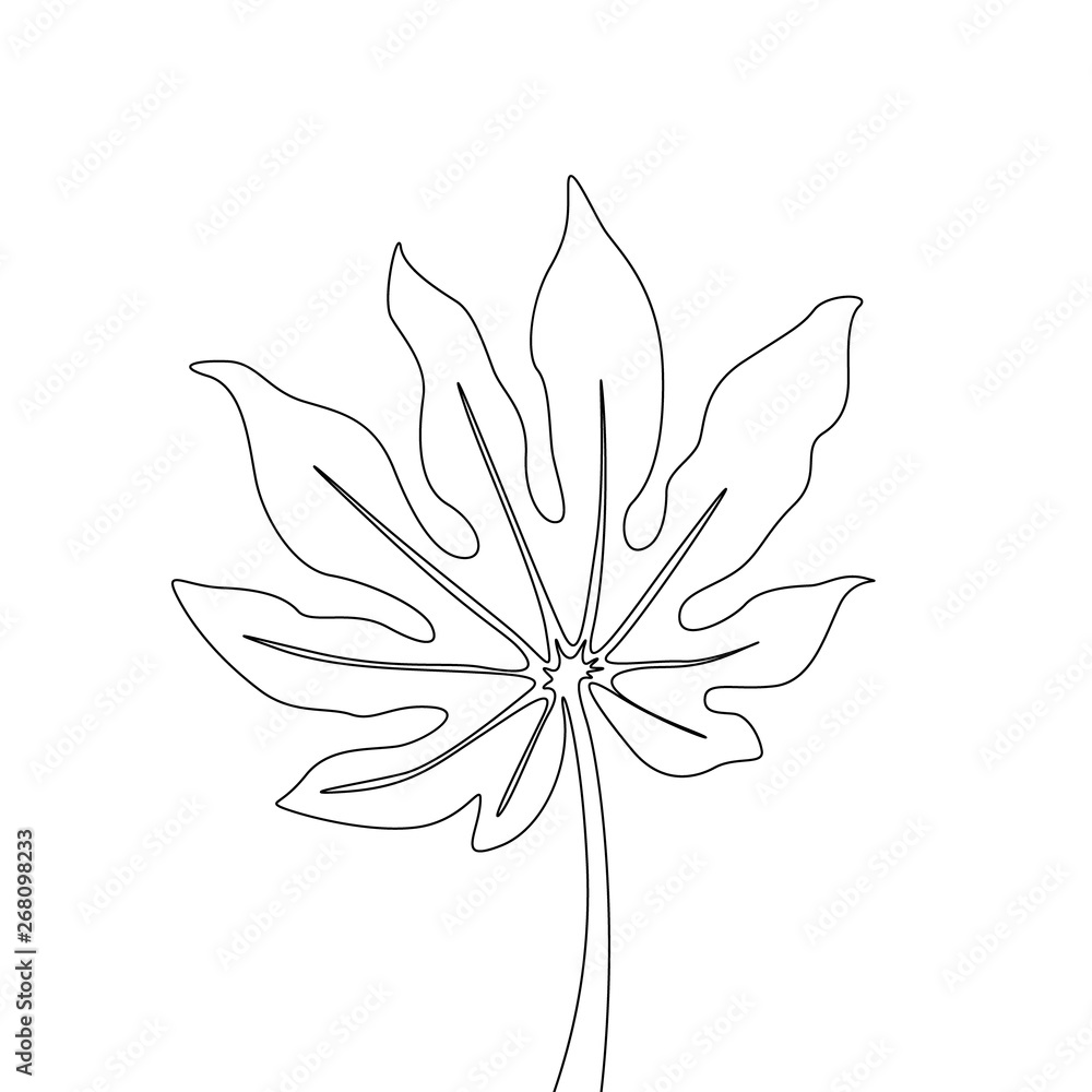 One line drawing fatsia japonica. Continuous line exotic tropical plant.