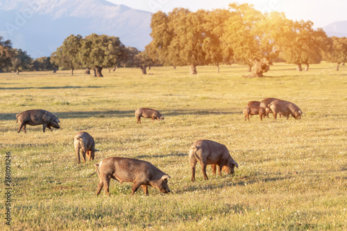 Iberian pigs grazing