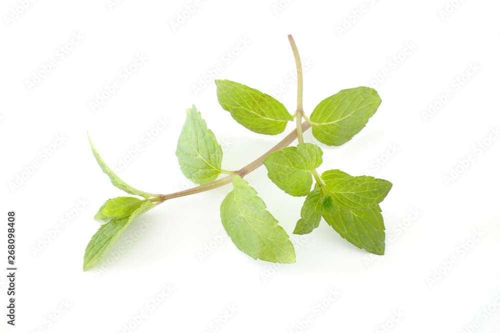 Fototapeta premium Mint sprig