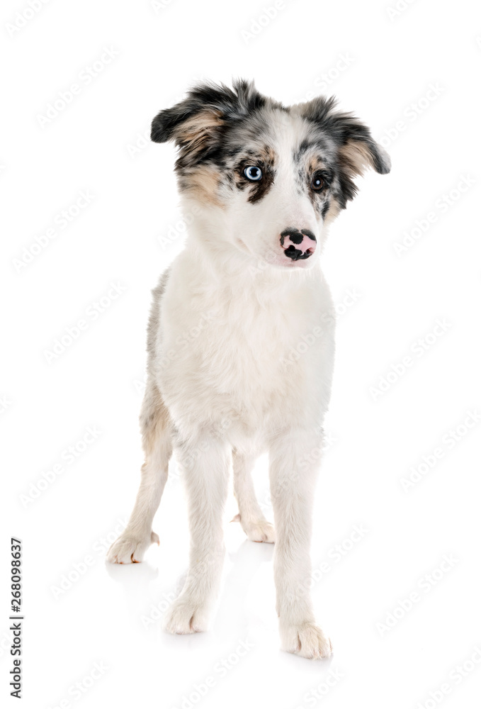 Obraz premium puppy border collie
