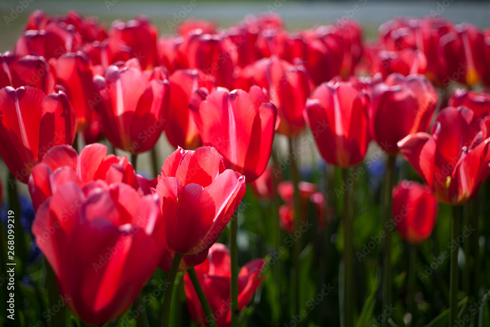 field of red tulips field of red tulips