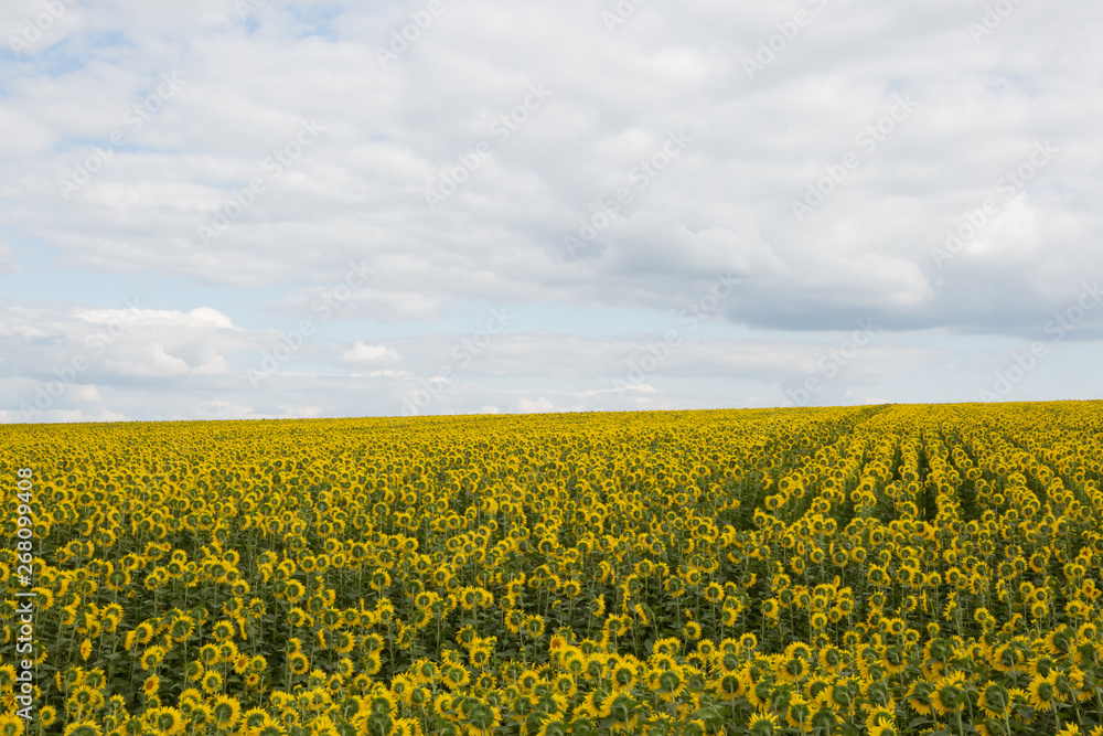 Sunflower field under cloudy skies Sunflower field under cloudy skies