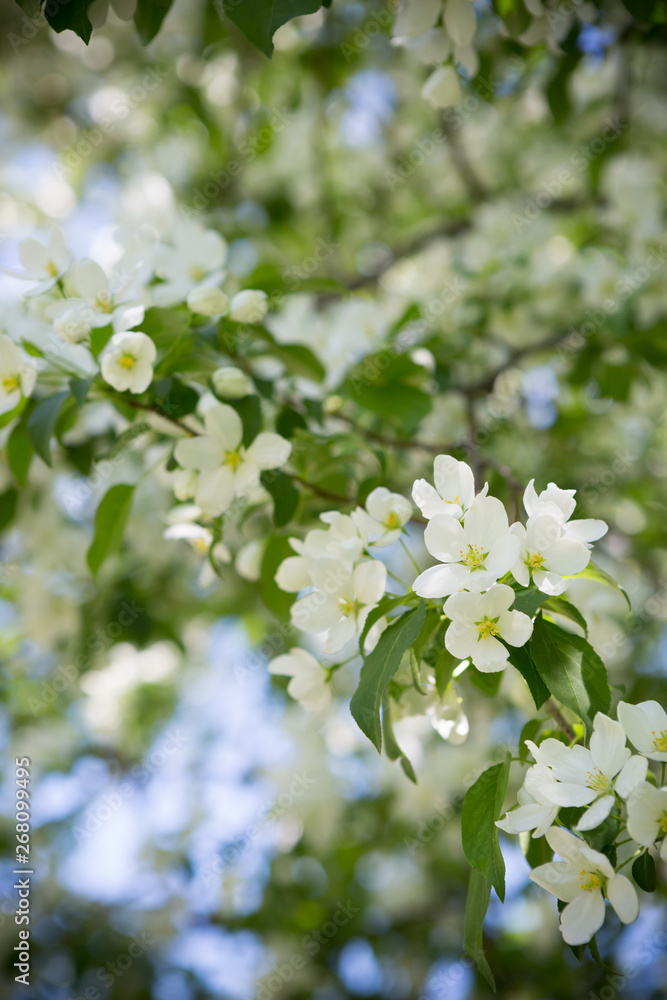 Apple trees branches in white blossom flowers Apple trees branches in white blossom flowers