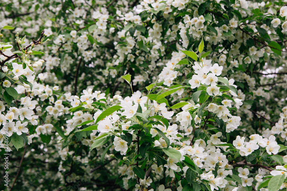 Apple trees branches in white blossom flowers Apple trees branches in white blossom flowers