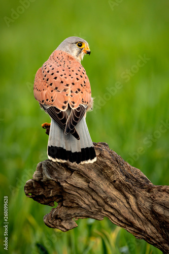Foto Beautiful profile of a kestrel in the nature
