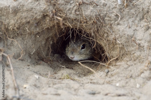 chipmunk on stone