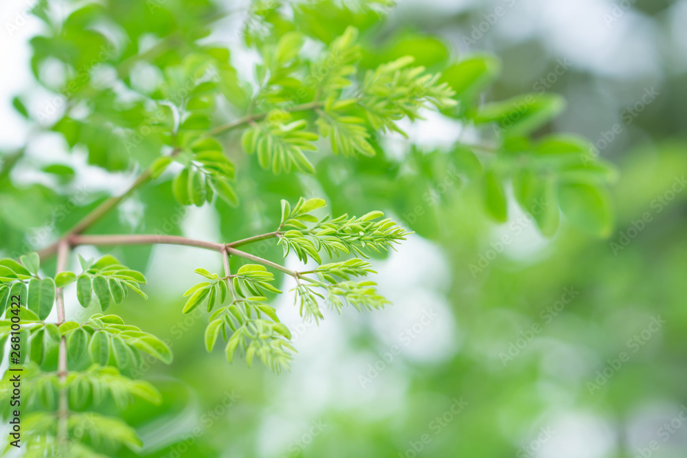 Closeup young moringa leaves branch, herb and medical concept Closeup young moringa leaves branch, herb and medical concept