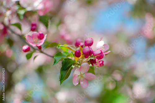Flowering branch of apple flowers and buds of apple. Branch apple tree with green leaves. Spring concept.