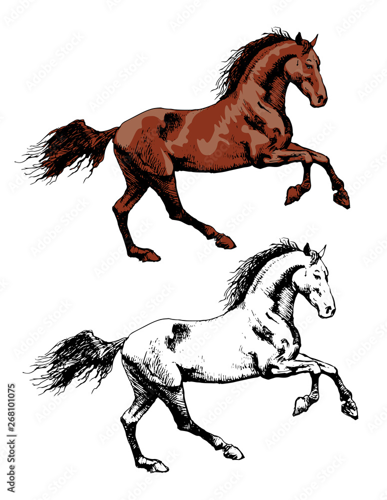 Vector image of a wild horse mustang in motion horse in art outline style  engraving strong fast horse mare mane hooves wild animal fast riding speed  and power Stock Vector | Adobe