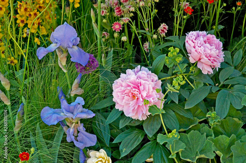 Obraz na plátne Close up of a flower border with Iris's and Peonia Sarah Bernhardt