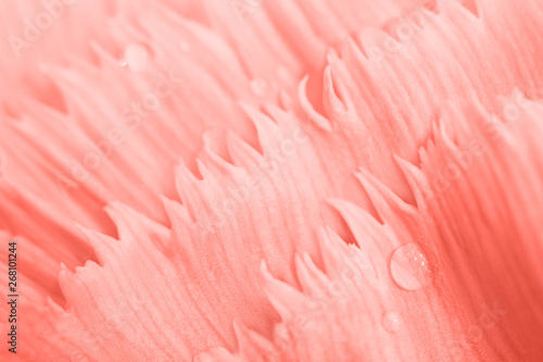 Coral colored floral background. Seamless floral texture with color gradient and copyspace. Tulip petals with drops of water