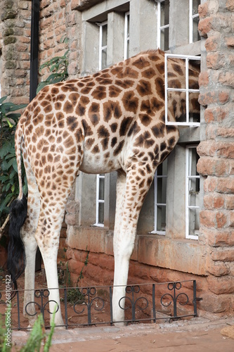 Canvas Print giraffe