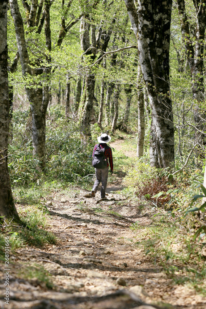 禿岳登山道のブナ林を歩く女性