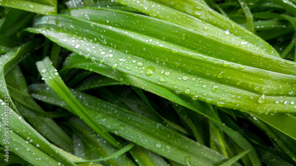 Macro image of long grass leaves cowered with dew in morning. Round droplets on wet grass Macro image of long grass leaves cowered with dew in morning. Round droplets on wet grass