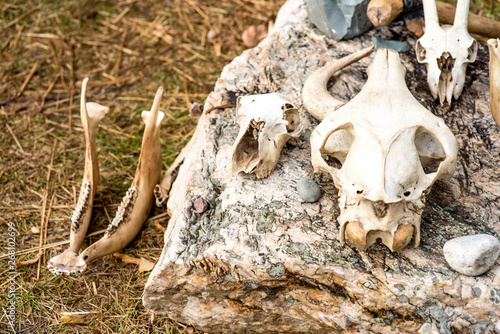 Ancient skulls and prehistoric instruments on the hay © Denis Starostin