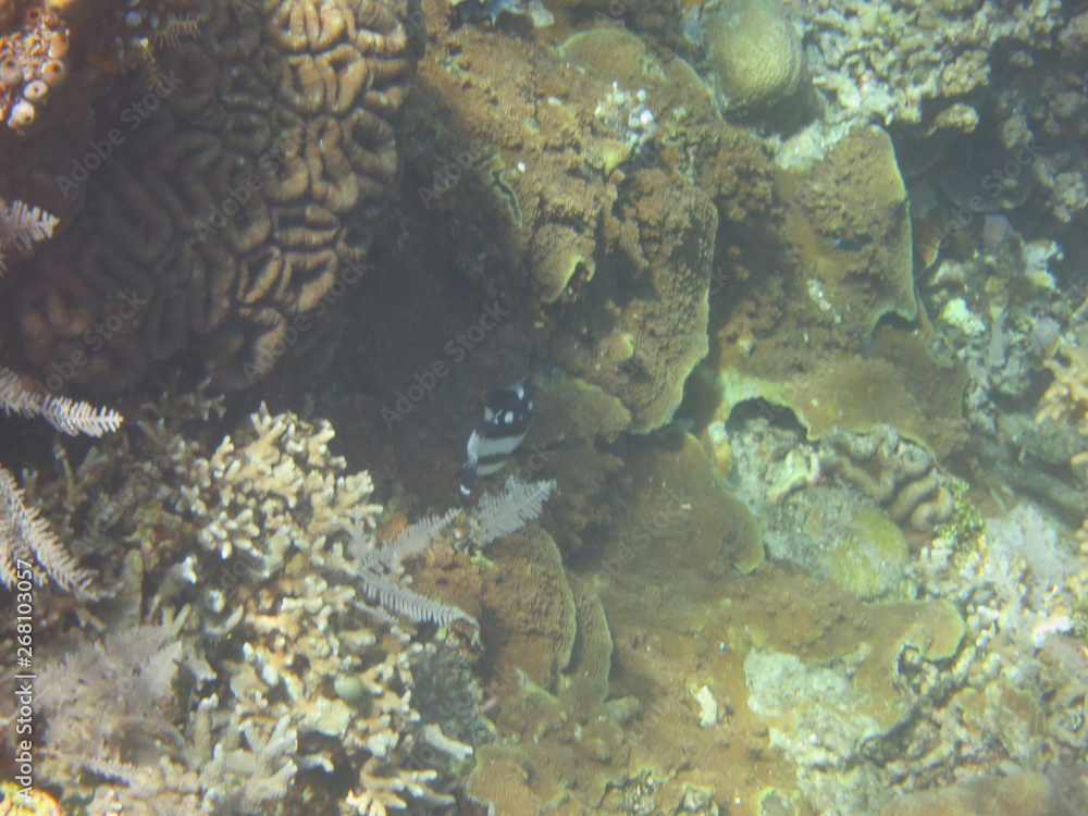 Obraz premium Arrecife de coral 