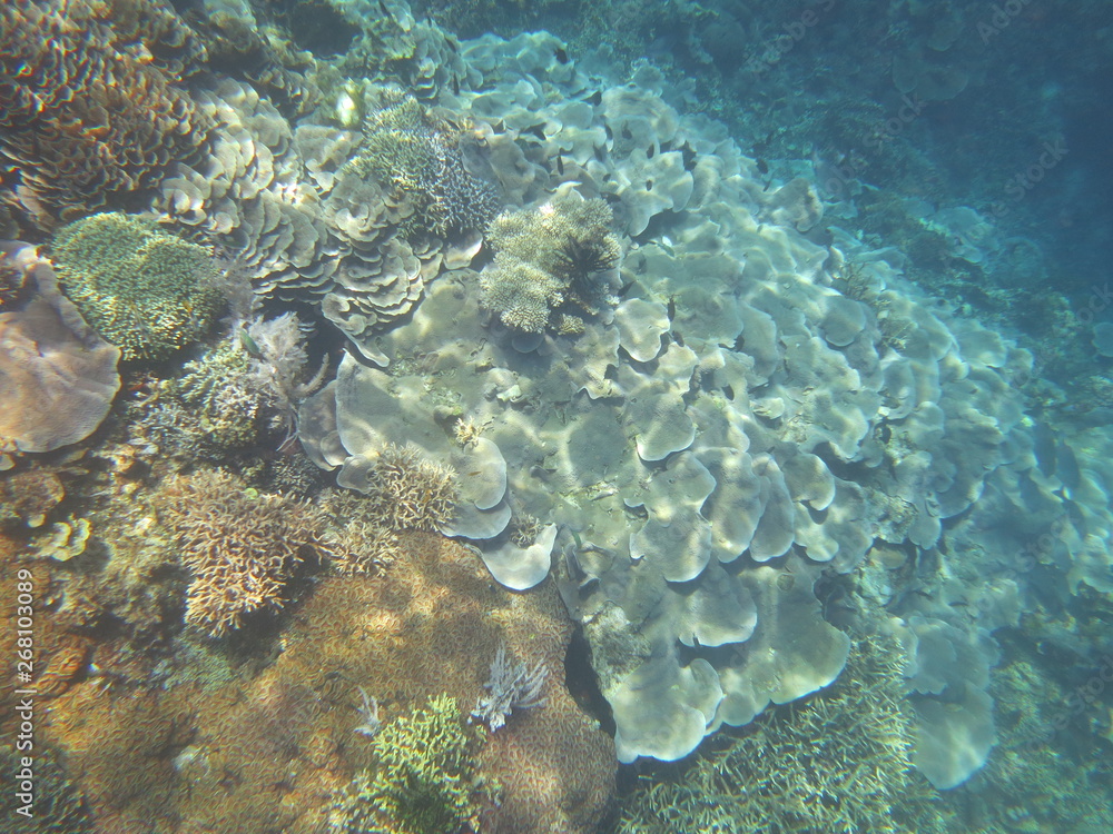 Fototapeta premium Arrecife de coral 