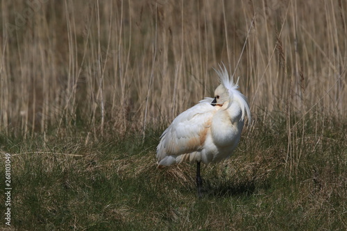 Eurasian or common spoonbill in nature Island Texel,Holland photo