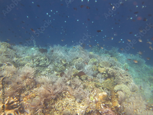 Fototapeta Naklejka Na Ścianę i Meble -  Arrecife de coral 