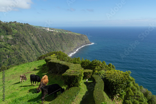 landscape with cows from the island of Azores in Portugal 