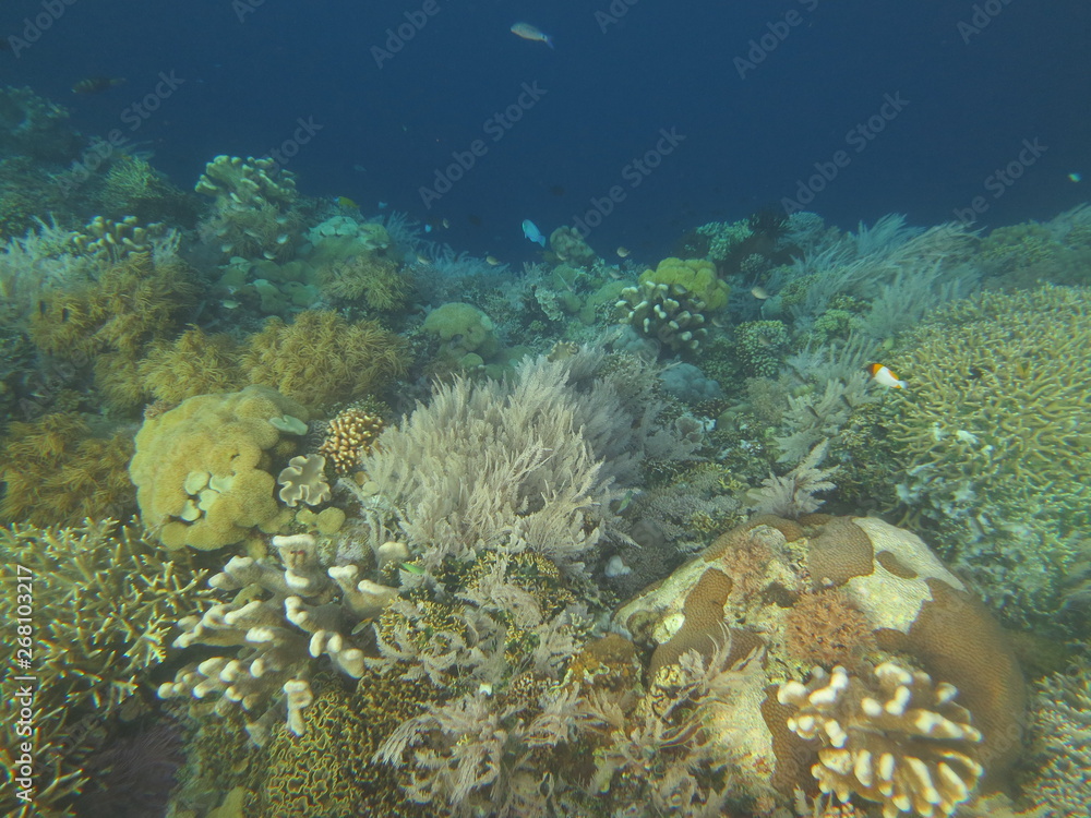 Obraz premium Arrecife de coral