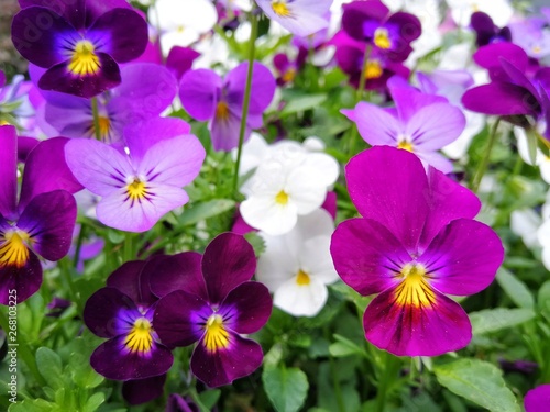 Spring garden violet flowers