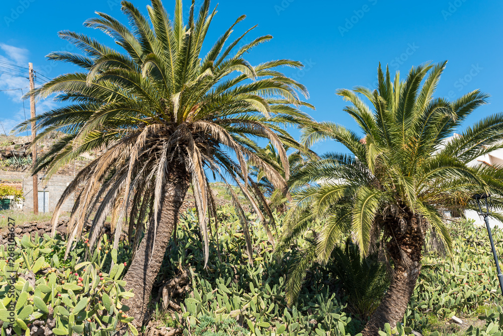 Palm trees in cactus garden in the mountain village Arure on the canary island La Gomera Palm trees in cactus garden in the mountain village Arure on the canary island La Gomera